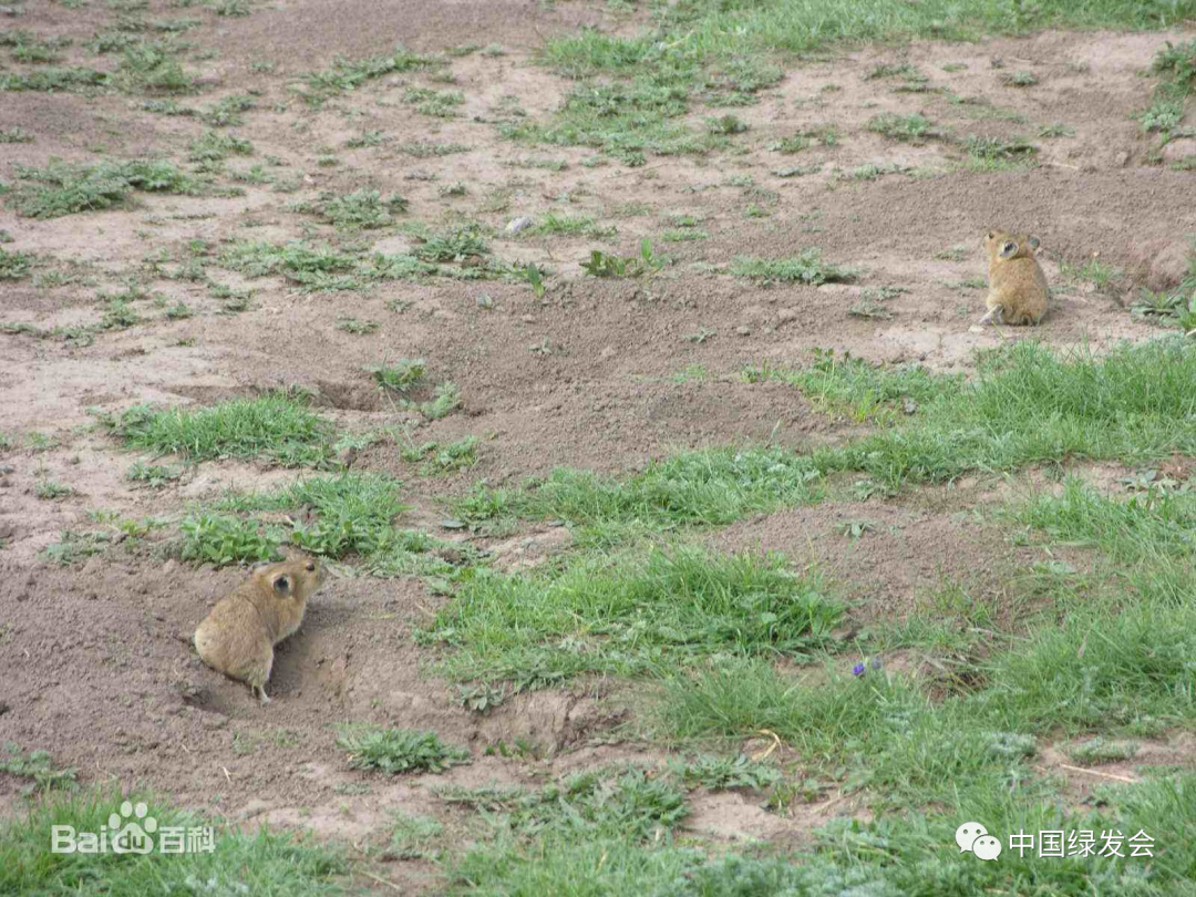 高原鼠兔——保护西藏高原生物多样性的关键性物种